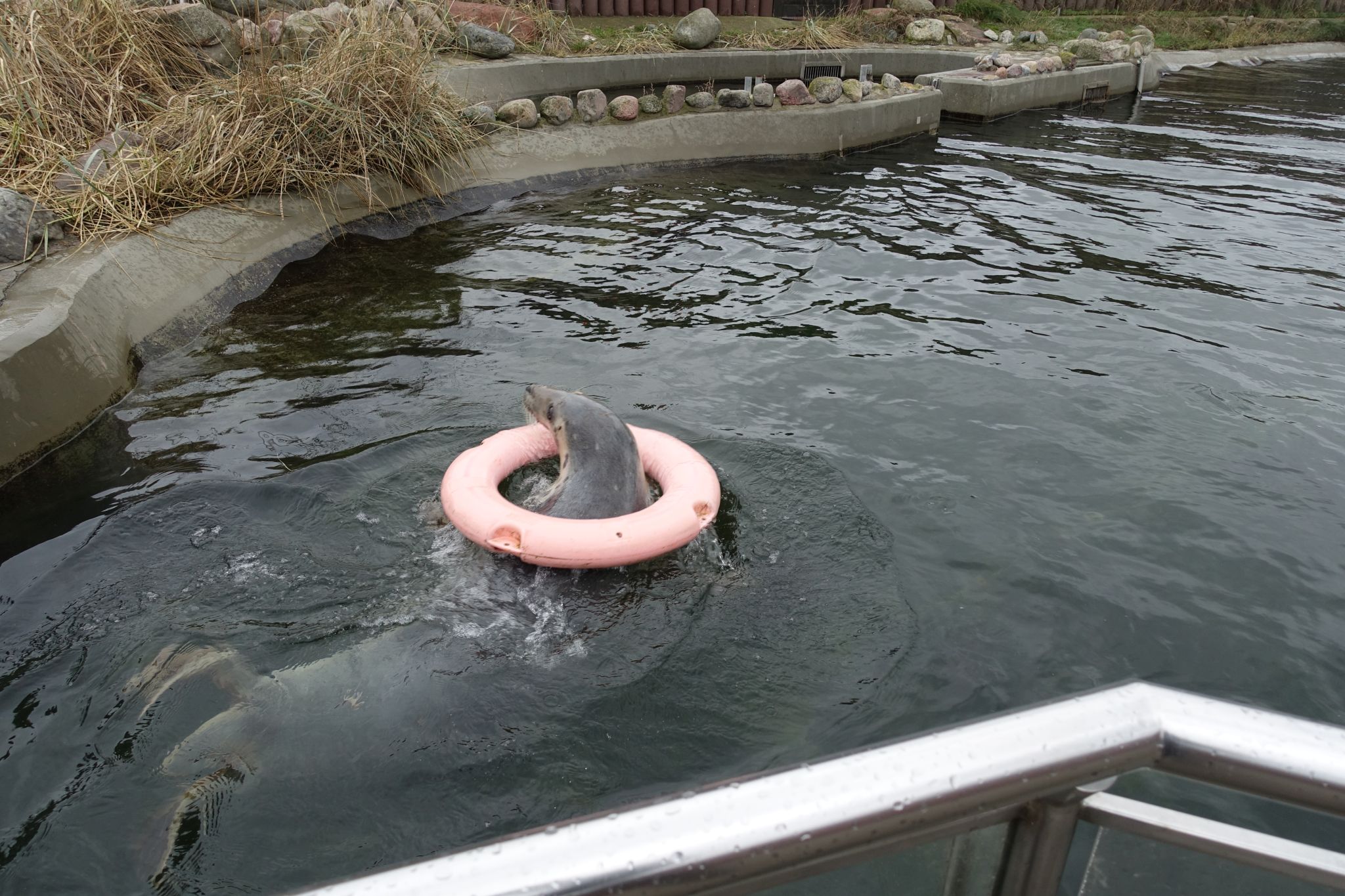 A seal swimming in a pink lifebuoy.
